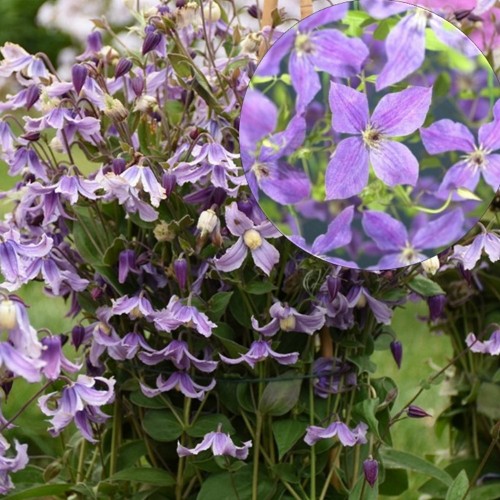 Clematis 'So Many Lavender Flowers' - Elulõng 'So Many Lavender Flowers' C3/3L